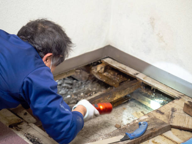 Best Office Mold Removal Services  in Homestead Meadows South, TX