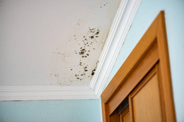 Best Certified Mold Removal  in Homestead Meadows South, TX