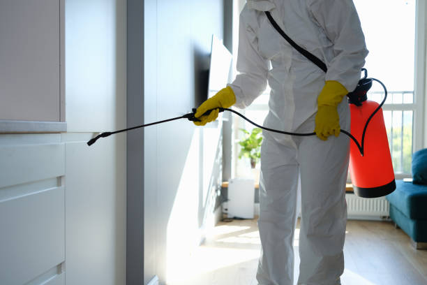 Best Local Mold Removal Service  in Homestead Meadows South, TX