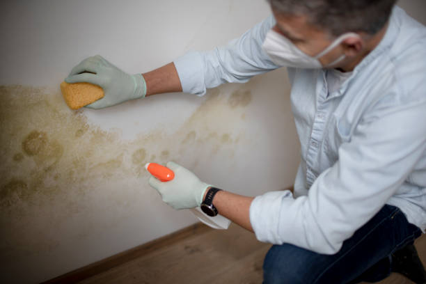 Best Office Mold Removal Services  in Homestead Meadows South, TX
