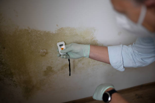 Home Mold Removal in Homestead Meadows South, TX
