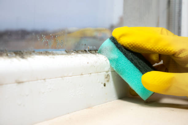 Best Professional Mold Removal  in Homestead Meadows South, TX