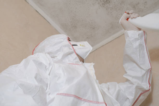 Best Commercial Mold Removal  in Homestead Meadows South, TX
