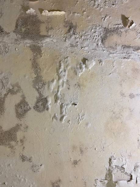 Best Same-Day Mold Removal  in Homestead Meadows South, TX