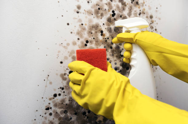 Best Mold Damage Repair  in Homestead Meadows South, TX